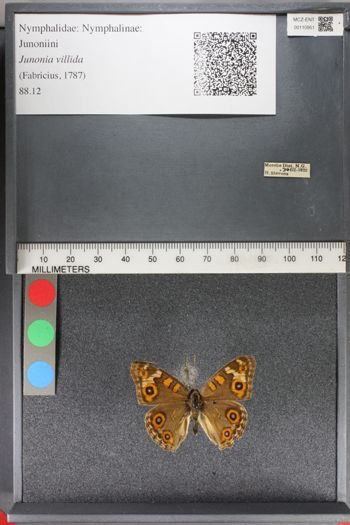 Media type: image;   Entomology 110951